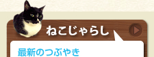 ねこじゃらしのツイッター